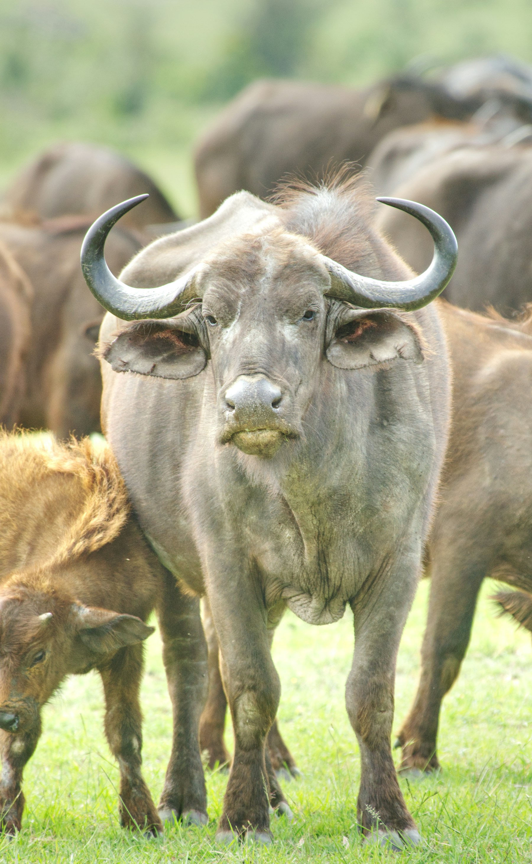 African buffalo photographed in the Maasai Mara