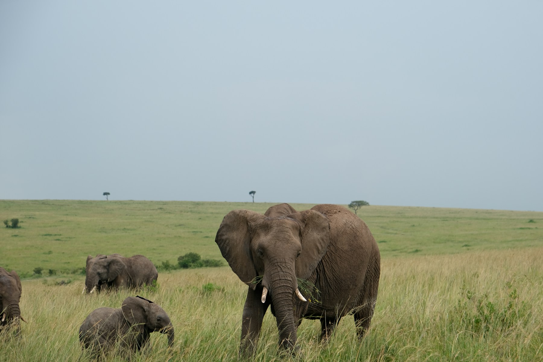 Elephant family crossing the Maasai Mara grasslands