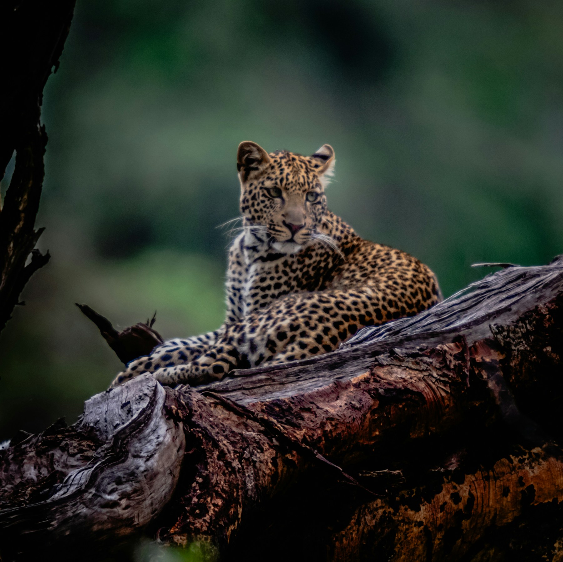Leopard resting on a tree in the Maasai Mara