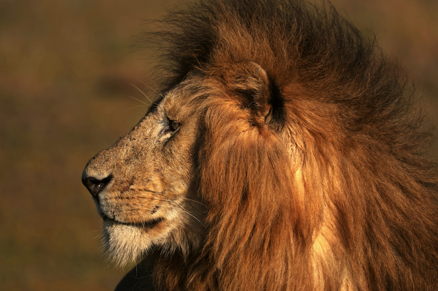 Male lion in golden light in the Maasai Mara