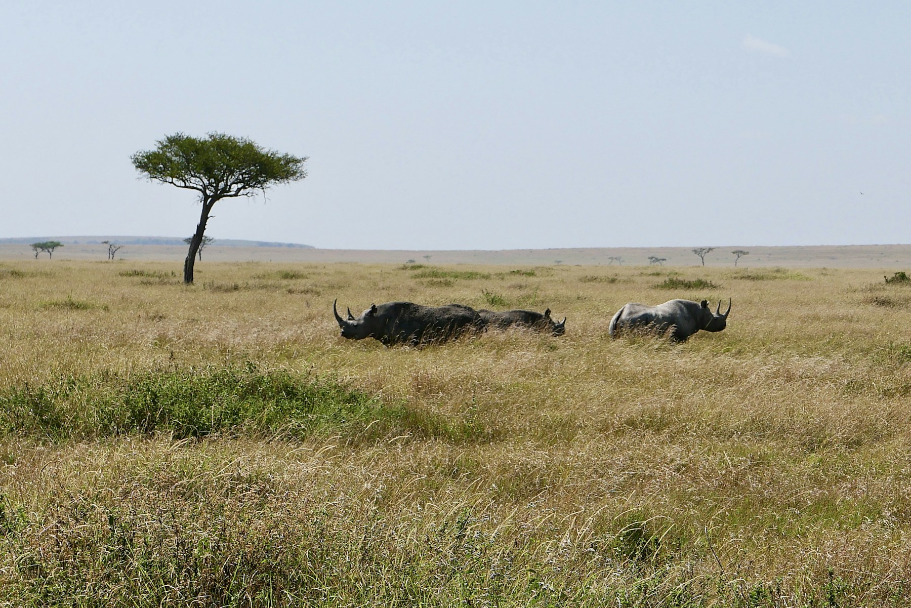 Rhinoceroses moving through the Maasai Mara grasslands