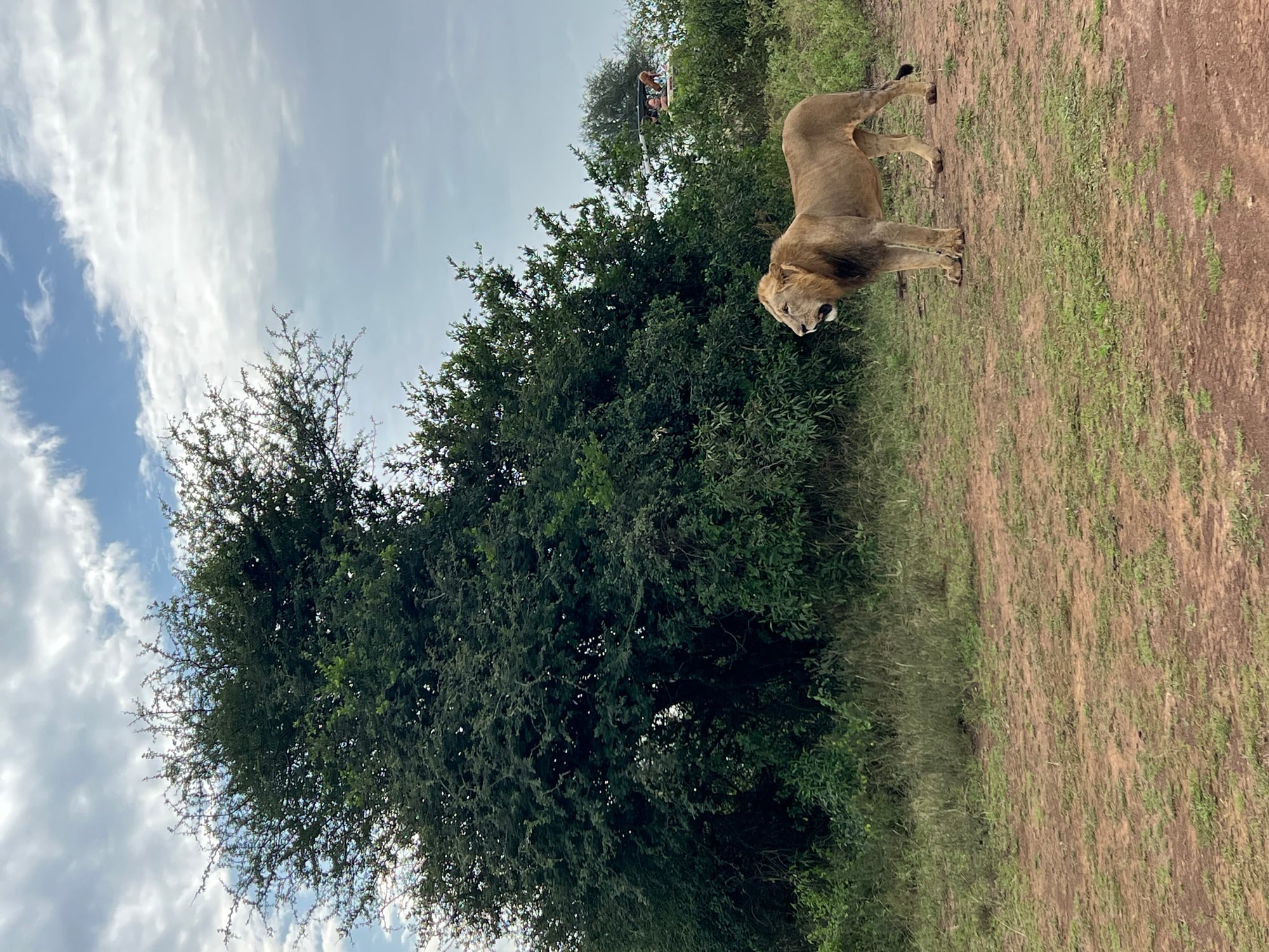 A male lion standing beside a game-drive track in Nairobi National Park