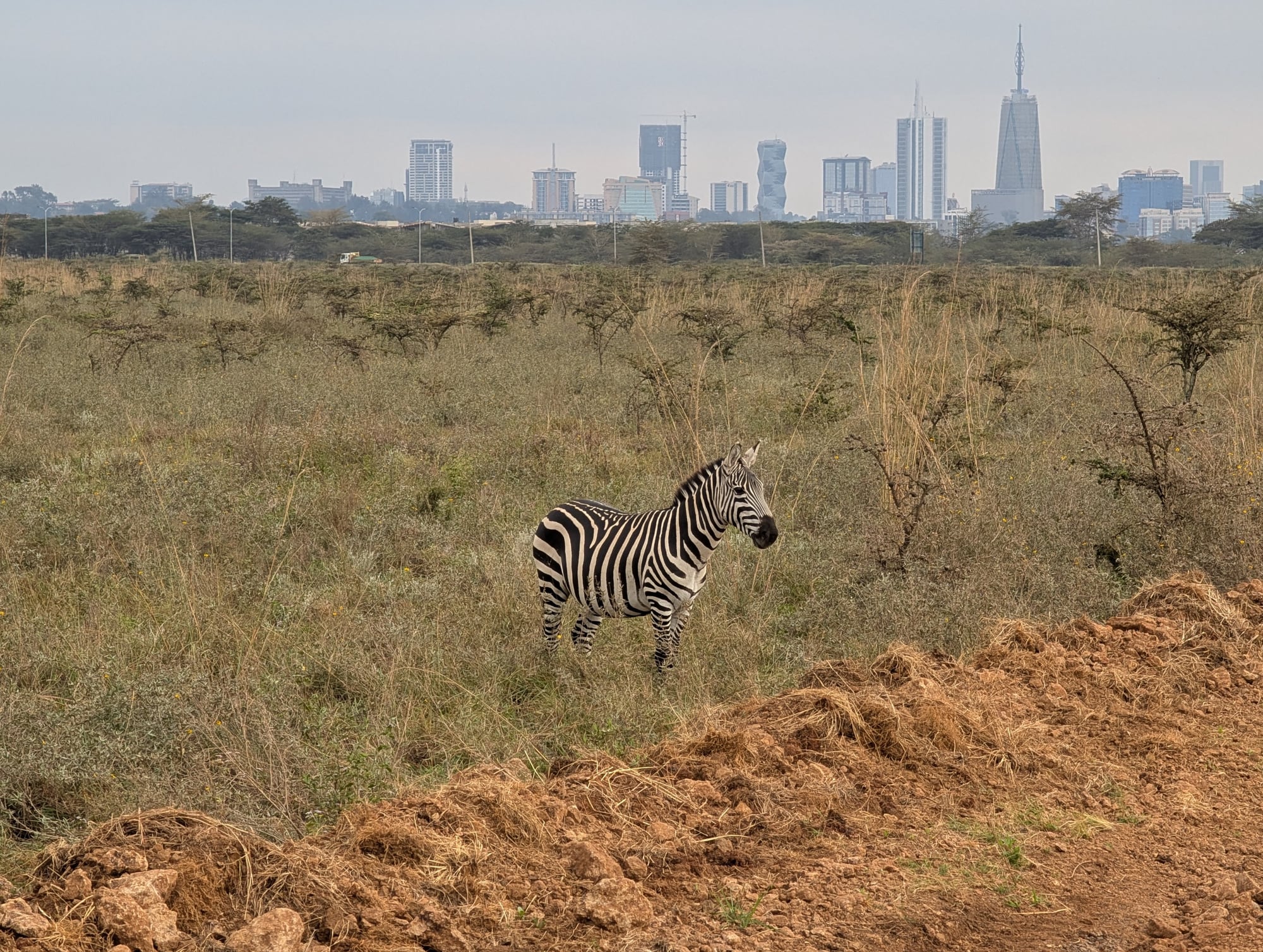 A zebra in Nairobi National Park with Nairobi’s city skyline behind it