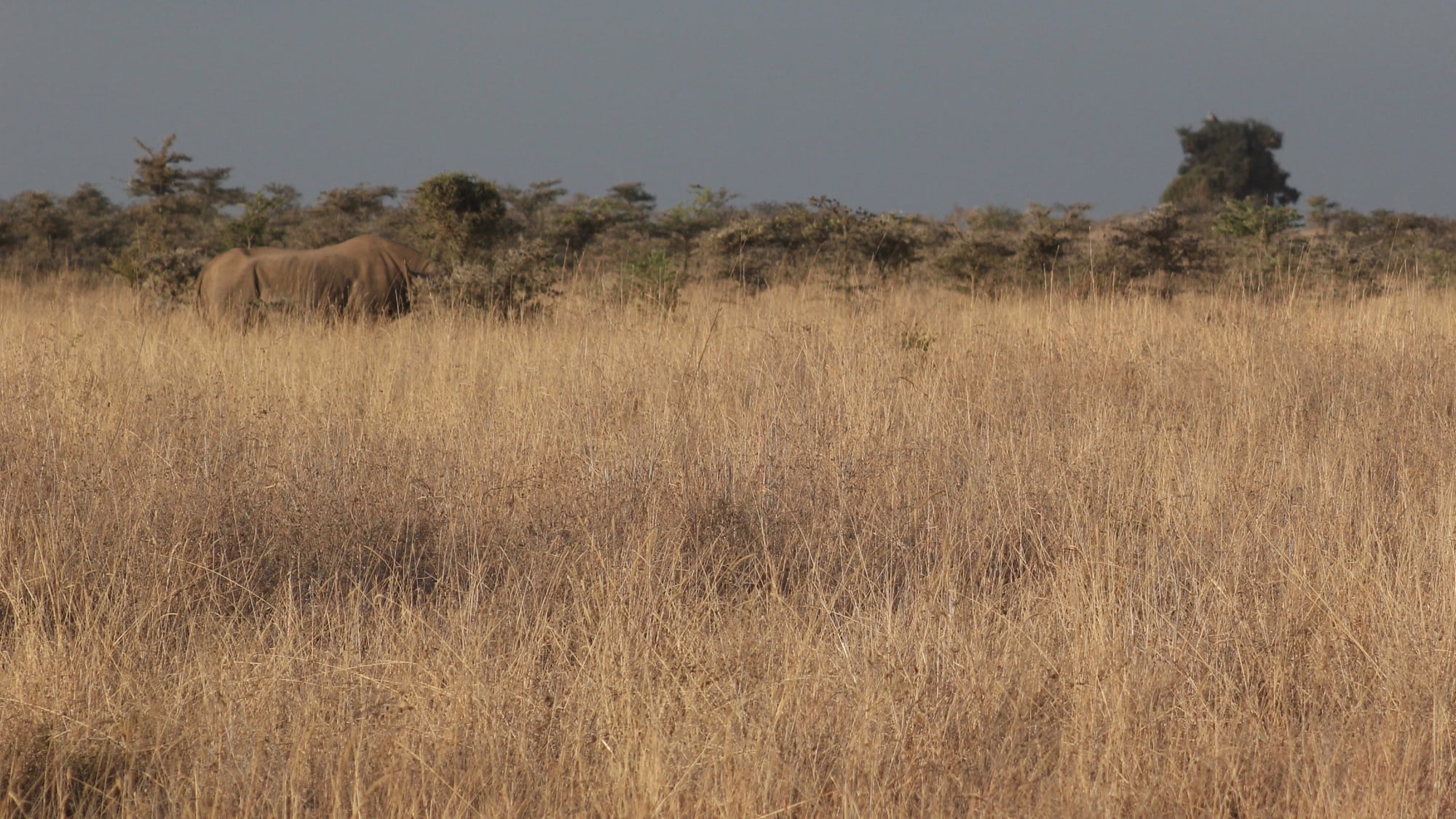 A rhino moving through golden grass in Nairobi National Park