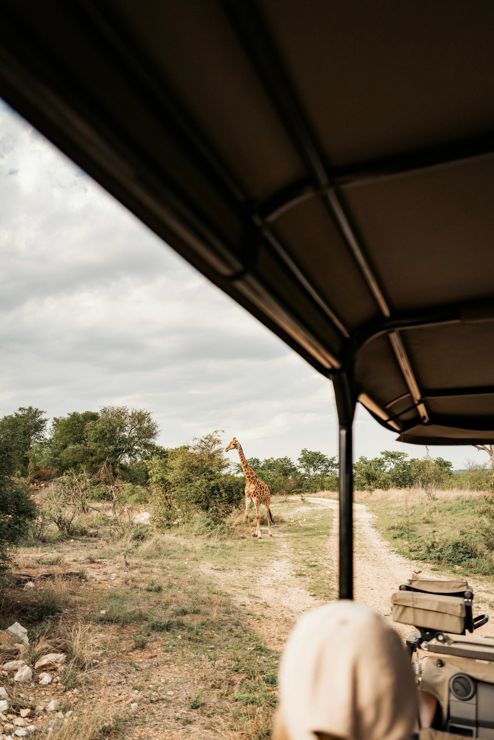 A giraffe viewed from an open safari vehicle