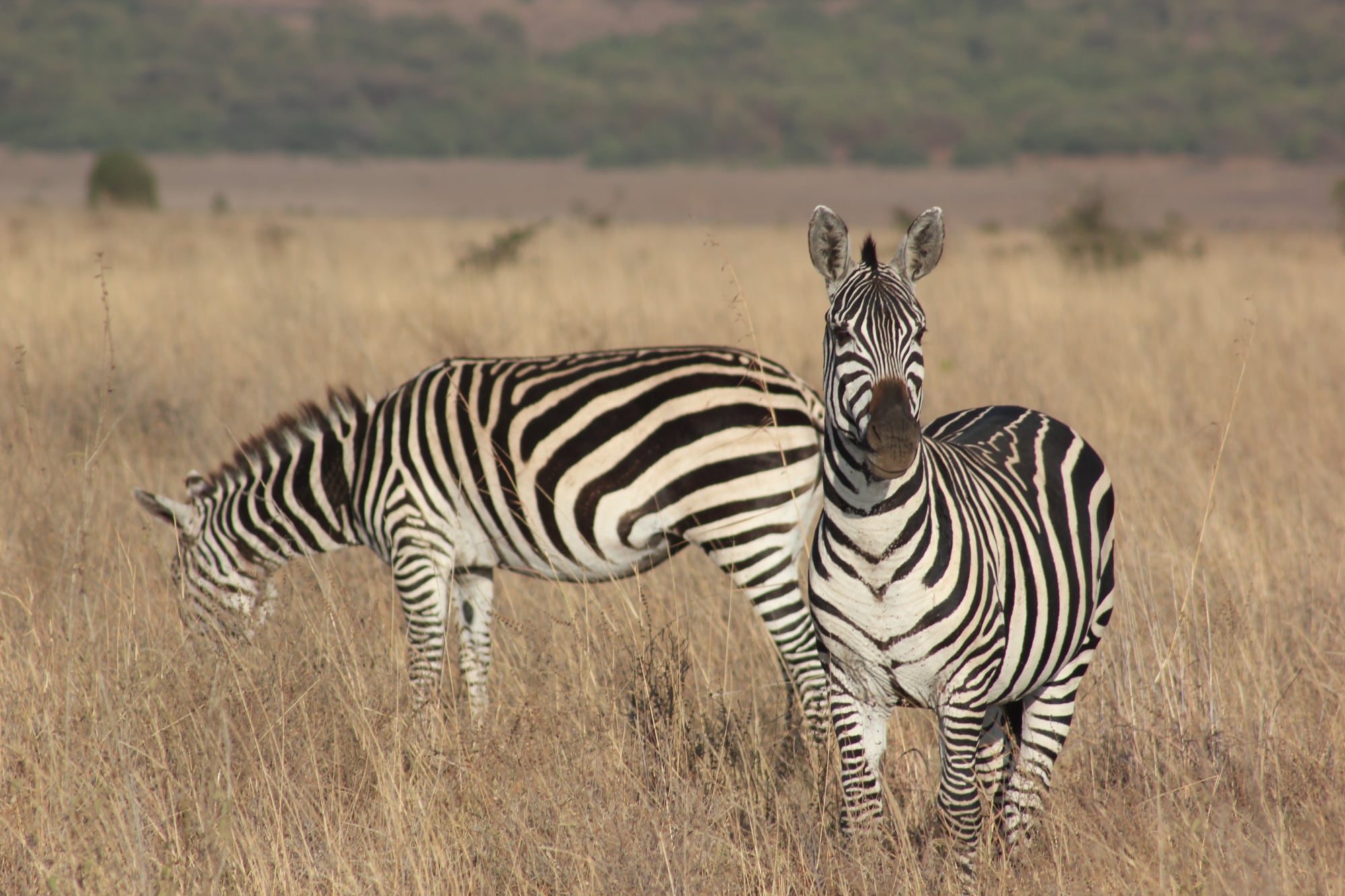 Two zebras in Nairobi National Park, one looking towards the camera